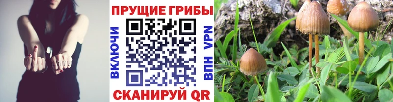 Псилоцибиновые грибы Psilocybe  Купить где  Спас-Деменск 